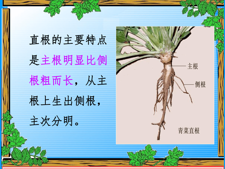 科学四年级上青岛版3.9植物的根课件(26张）
