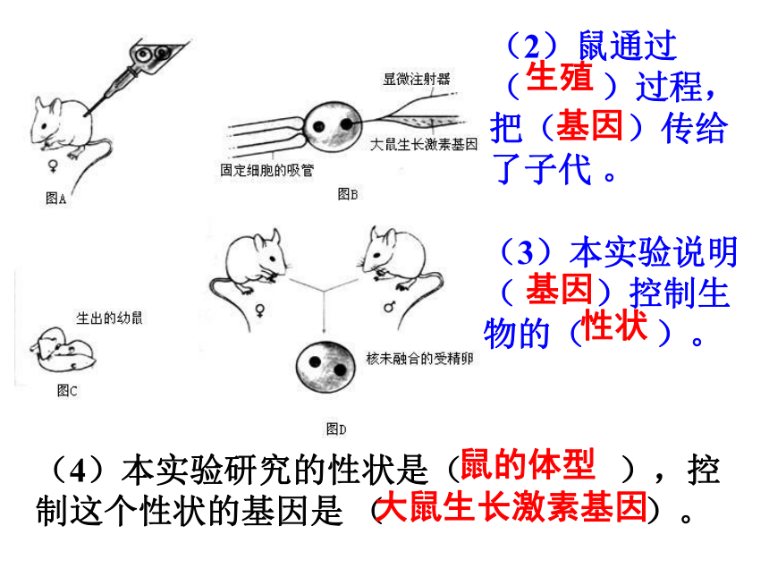 人教版生物八年级下册 生物复习24张PPT