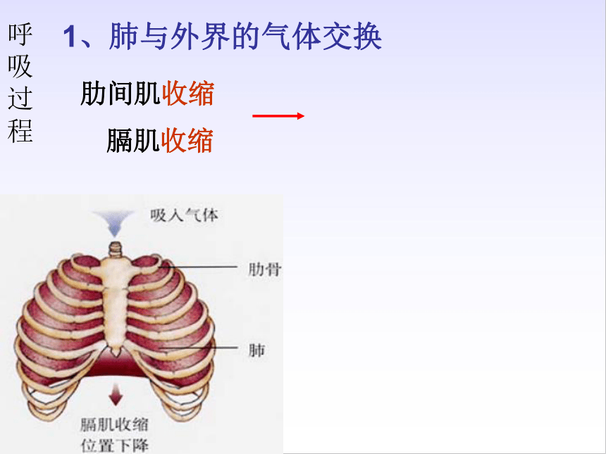 第2節 發生在肺內的氣體交換 課件(21張ppt)