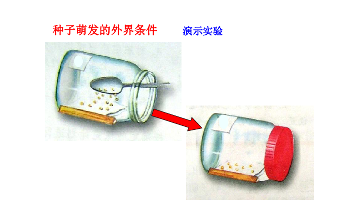5、种子的萌发 课件（27PPT）