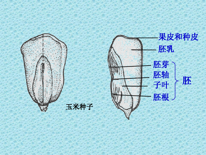 豌豆种子解剖结构图图片