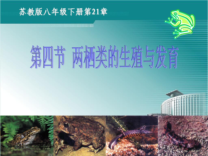 苏教版八下生物 21.4两栖类的生殖与发育 课件(23张PPT)