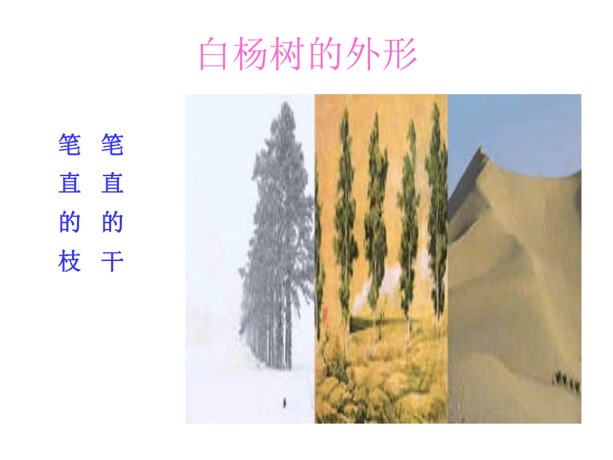 《白杨礼赞》课件