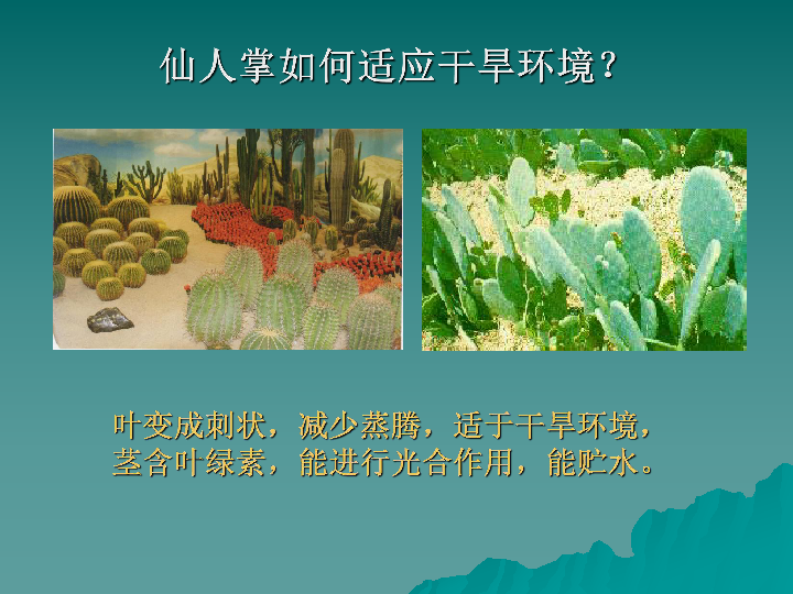 华师大科学七年级上册 1.1 艳丽多姿的生物 (课件  共31张PPT)