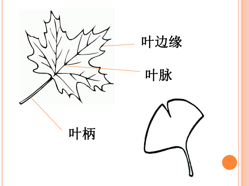 9 树叶变黄了 课件（16PPT）