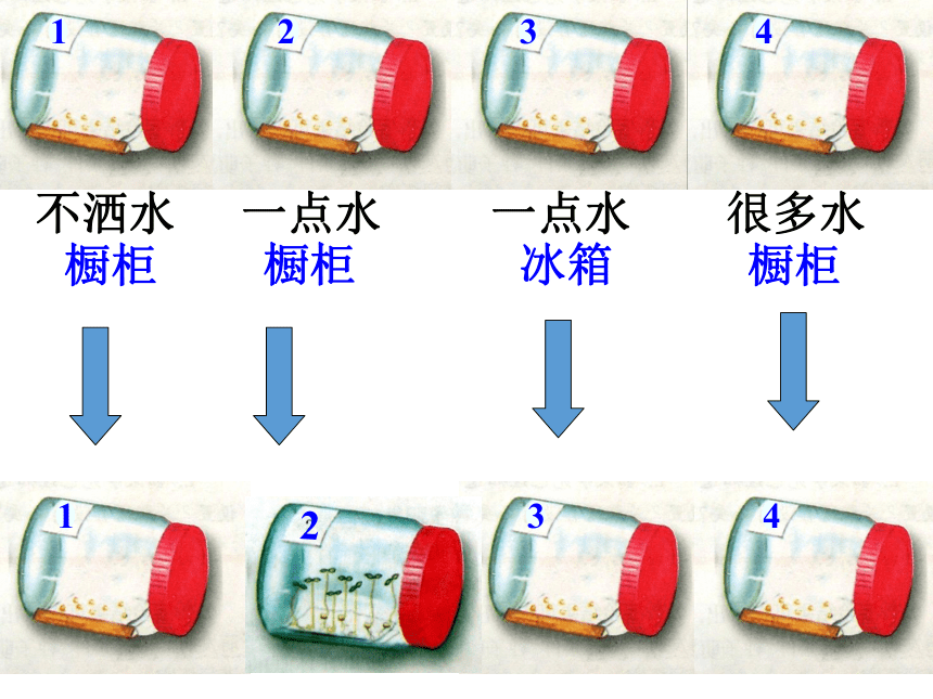 3.2.1种子的萌发 课件 (共24张PPT)2021-2022学年人教版生物七年级上册