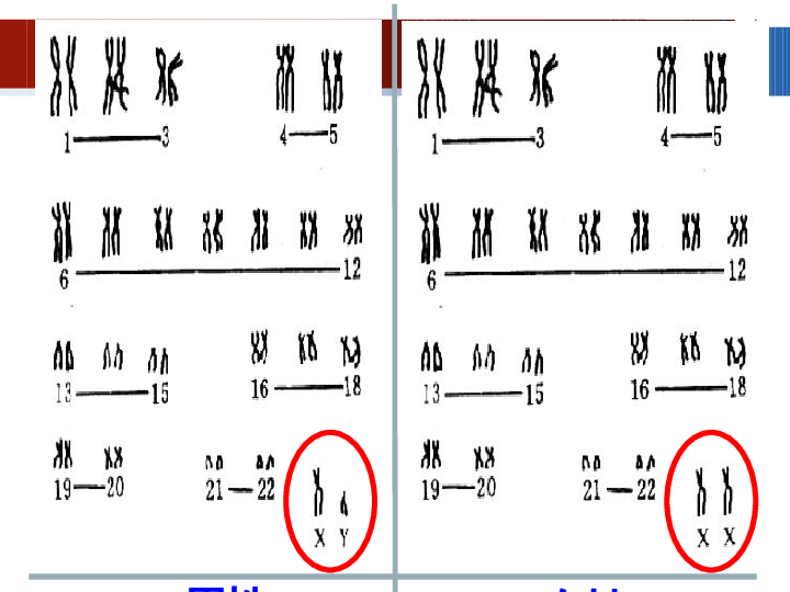 苏教版高中生物必修2：第3章第3节-染色体变异及其应用 (共50张PPT)