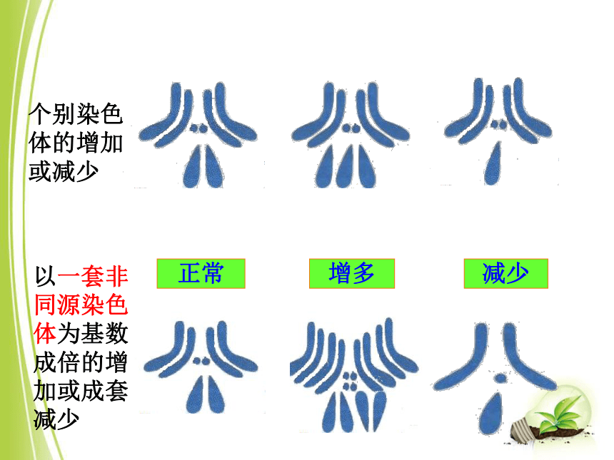 新教材20202021学年高一生物人教版2019必修二52染色体变异课件49张