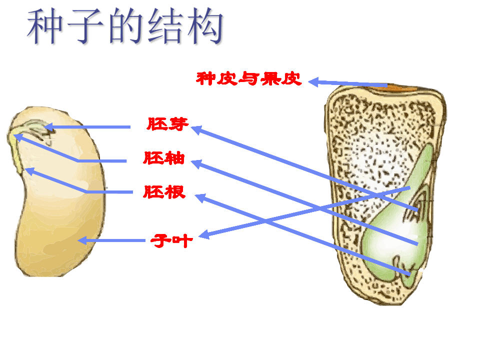 被子植物的种子结构图片