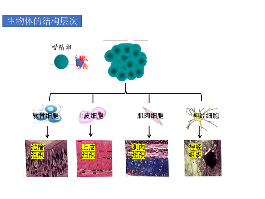 20212022学年高一上学期生物人教版必修162细胞的分化课件21张ppt