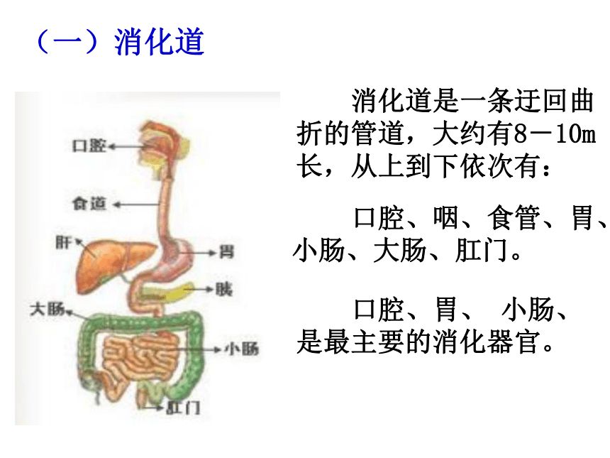 51食物的消化與吸收課件33ppt