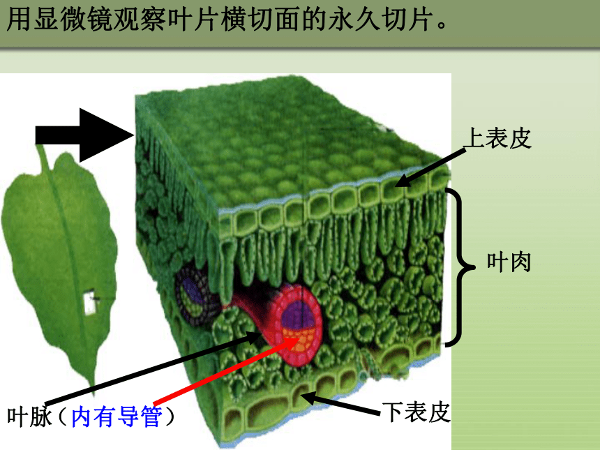 人教版七年级上册生物  3.3绿色植物与生物圈的水循环 课件（24张）