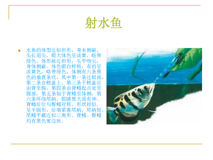 冀教版七上生物 4.6鱼类 课件  (30张PPT)