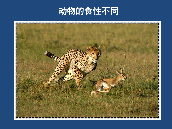苏教版八上生物 18.1 动物行为的主要类型(第1课时）课件（共31张PPT）