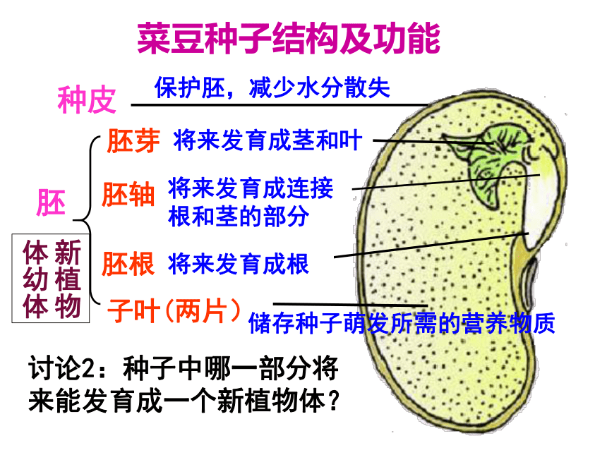 第三单元第一章 第二节  种子植物（46张ppt）