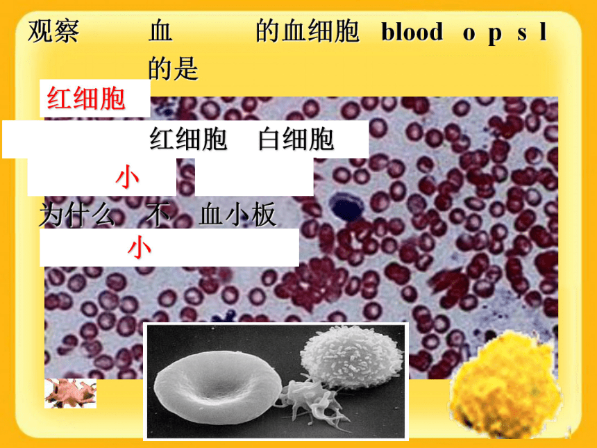 七年级下册生物课件：4.4.1流动的组织-血液（共40张PPT）