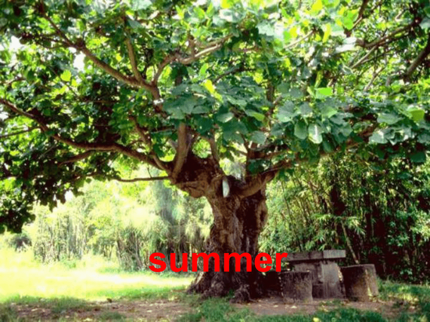 Unit 3 What Will You Do This Summer Lesson 13 Summer is coming 课件