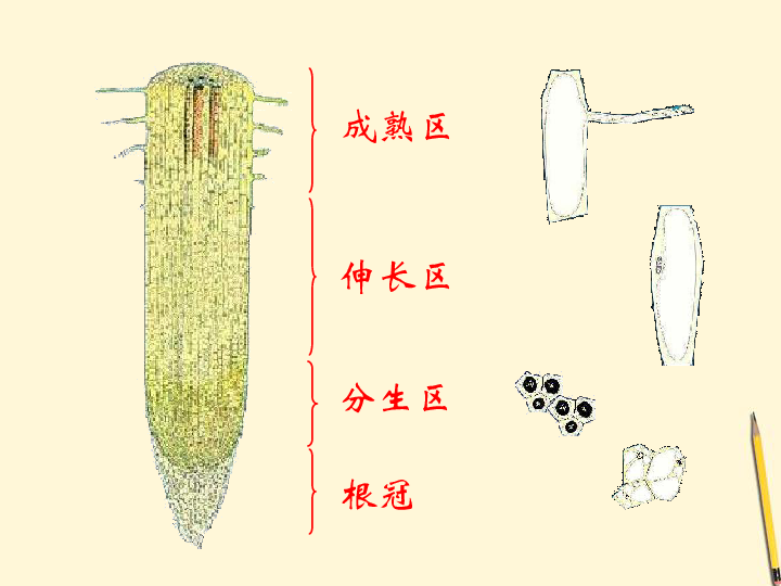单子叶植物根结构图图片