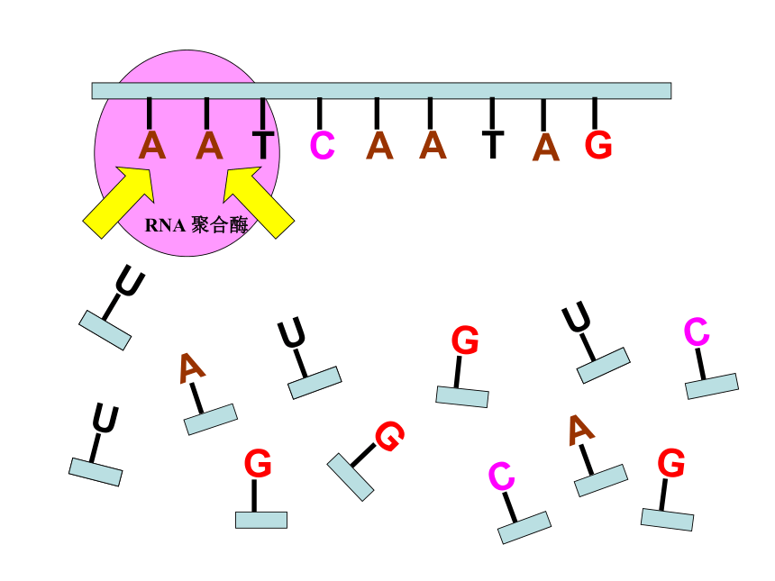 人教版必修2第四章第一节基因的表达--基因指导蛋白质的合成（共39张PPT）