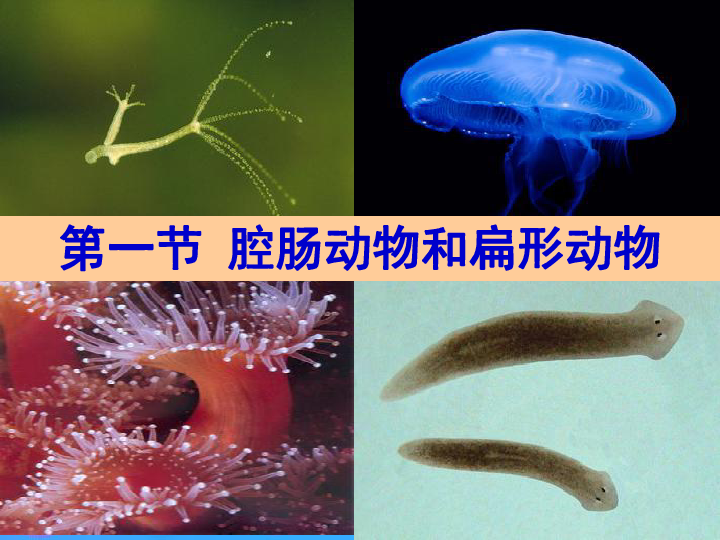 八年级生物上册5.1.1《腔肠动物和扁形动物》课件 （30张PPT）