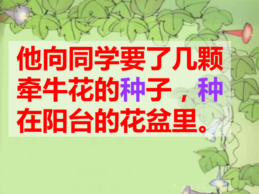 丁丁和牵牛花   课件