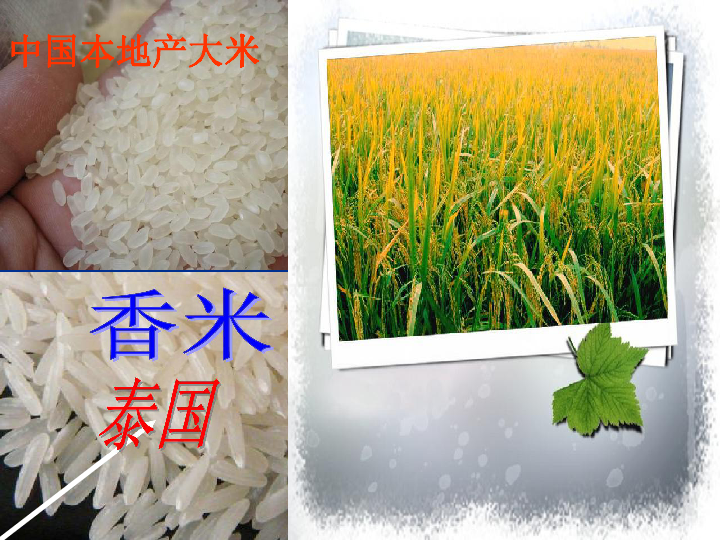 稻作文化的印记 课件（22张PPT）