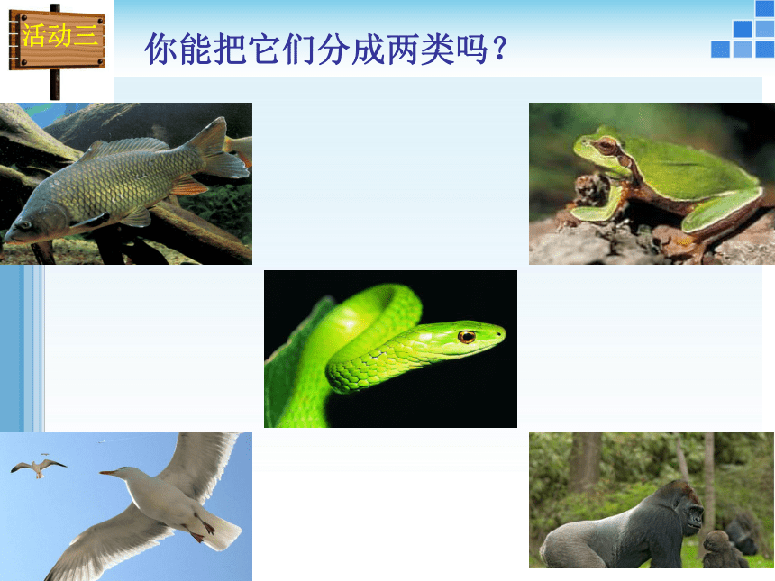 21動物的主要類群課件42ppt