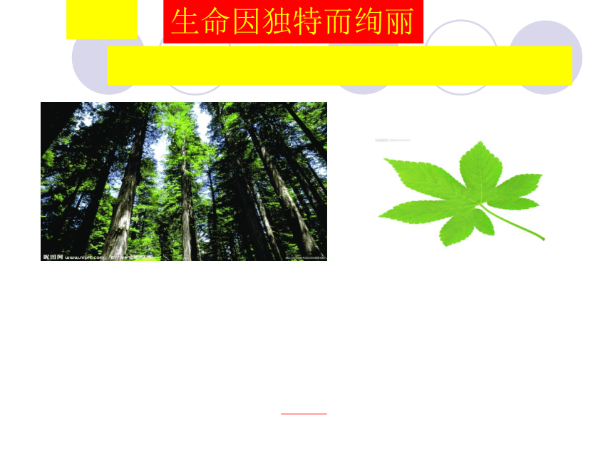 人教版七年级上册第二单元第三课第二框生命因独特而绚丽（共40张PPT）