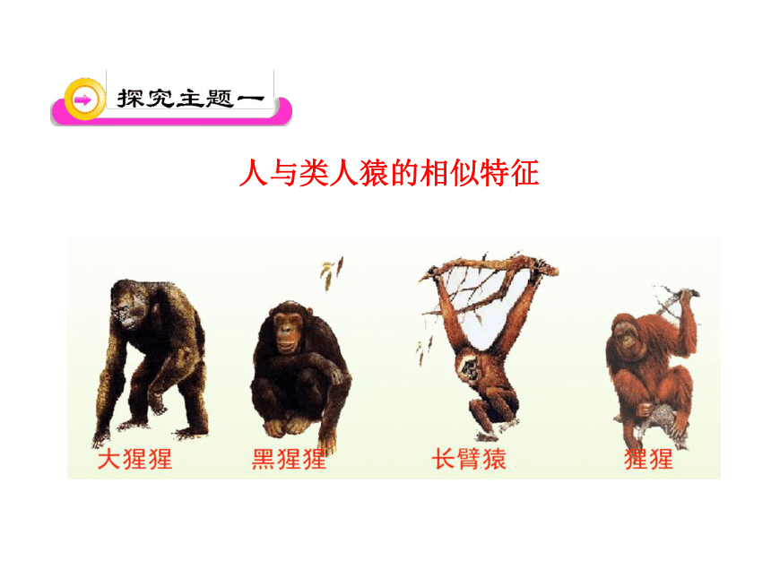 第21章 第3节  人类的起源与进化（北师大版八年级下）
