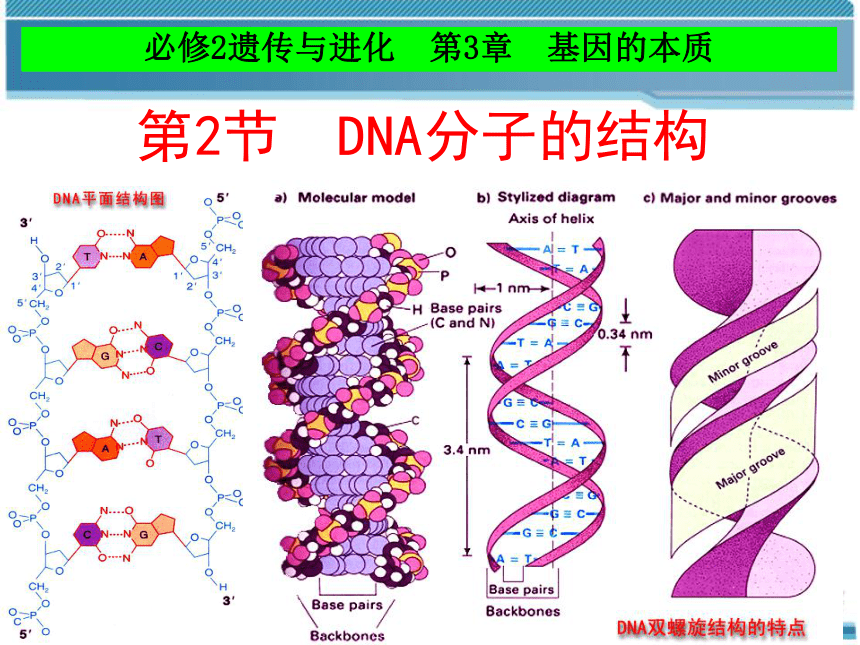 [生物]人教版高中生物必修二第三章第二节 DNA分子的结构(24张PPT)-课件下载预览-二一课件通