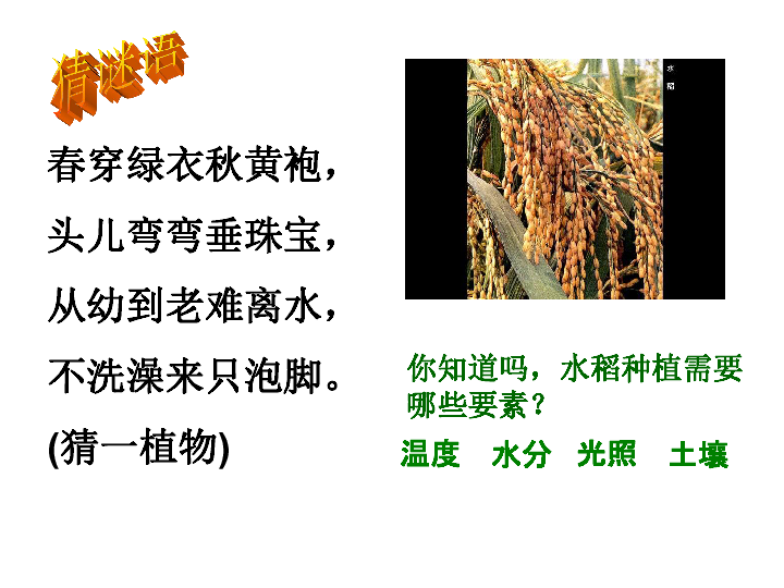 稻作文化的印记 课件（20张PPT）