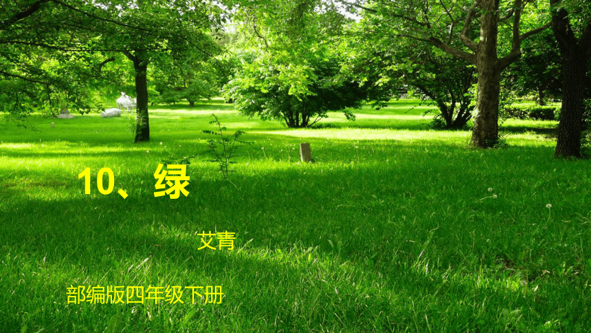 艾青的树背景图图片
