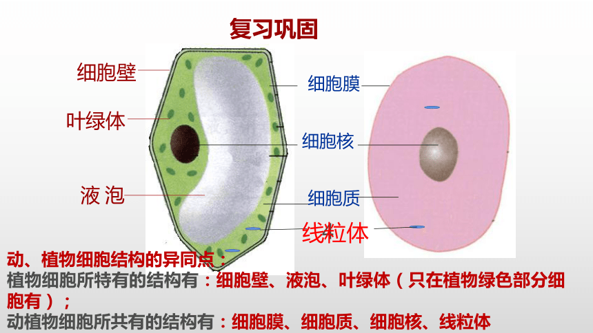 人教版七年级生物上册  第二单元第一章第四节 细胞的生活 教学课件（51张PPT）