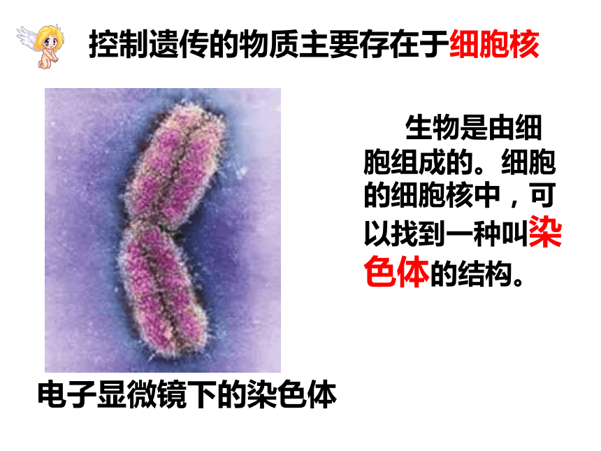 北师大版八上第二十章第二节性状遗传的物质基础课件（共40张PPT）