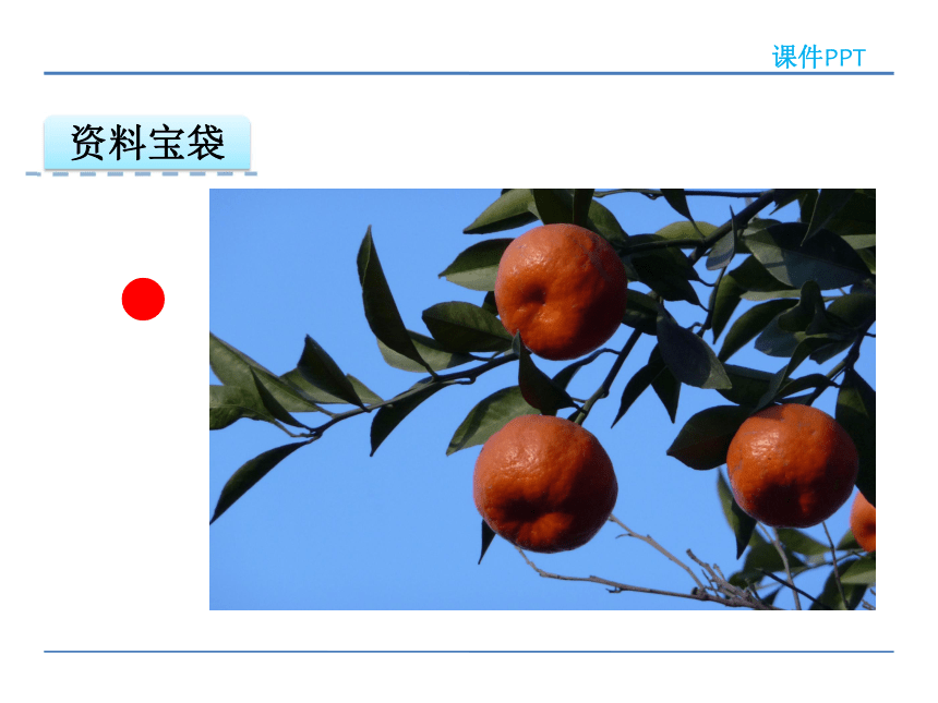 小学语文冀教版二年级下册同步课件：13 树上的橘子