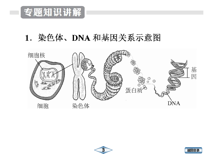 专题10  生物的遗传与变异课件（36张PPT）