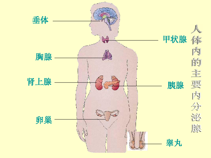 苏教版七下生物 12.1人体的激素调节 课件（共19张PPT）