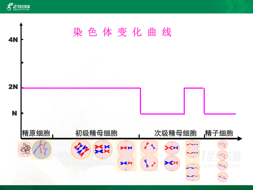 2.1.2减数分裂（第二课时）(共22张PPT）(人教版）