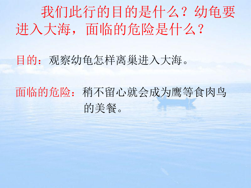 语文五年级上西师大版7.26《自然之道》课件3