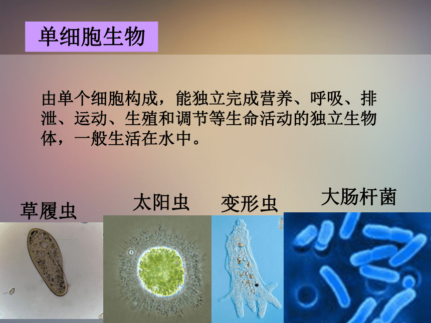 浙教版七年级科学上册2.6 物种的多样性（课件 22张ppt）