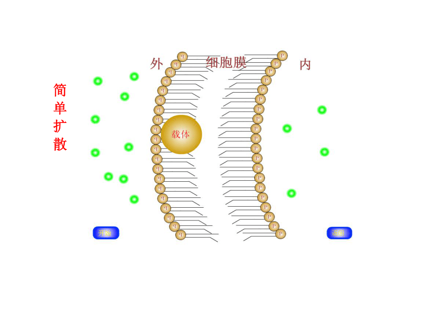 第三章 第三节 物质的跨膜运输（苏教版必修1）