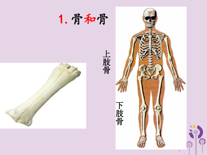 八上生物骨骼结构图图片