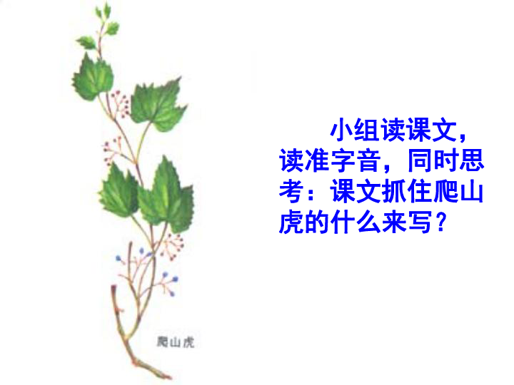 爬山虎结构图和名称图片