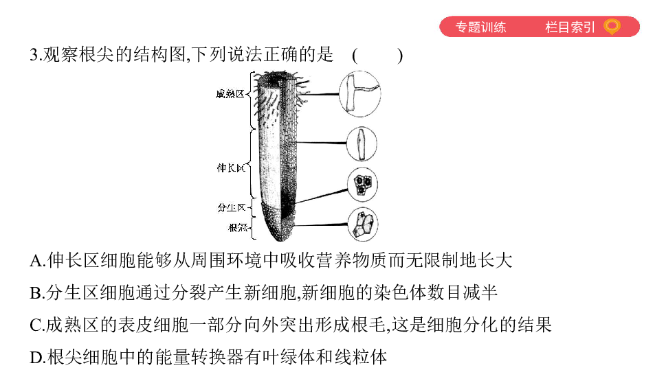 2020版中考生物一轮复习（泰安专版）专题二　生物圈中的绿色植物课件（44张PPT）