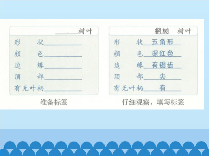 四年级下册科学课件-研究生物（一单元课件）-北京课改版(共24张PPT)