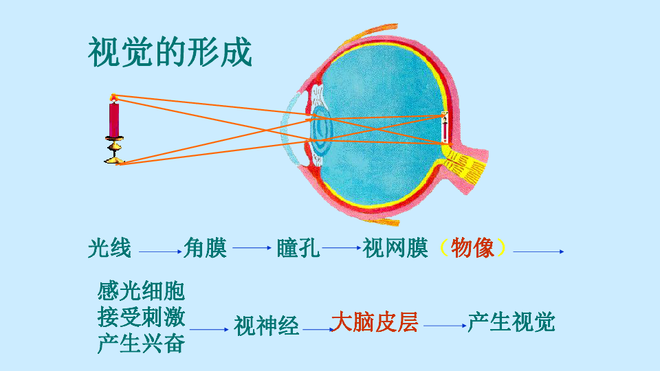 京改版生物七年级下册：8.3 感觉和感觉器官  课件（共27张PPT）