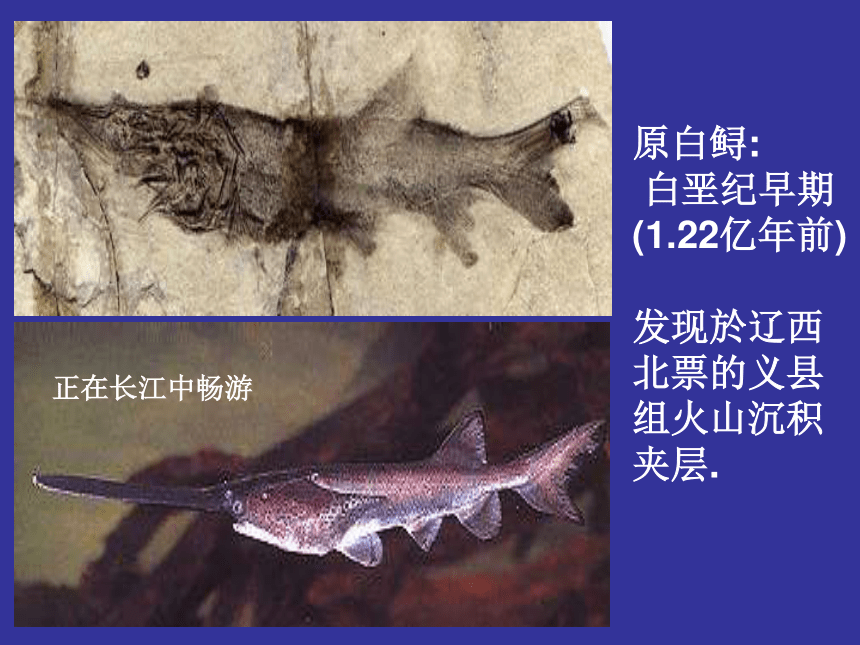 2.3 生物进化（第一课时）