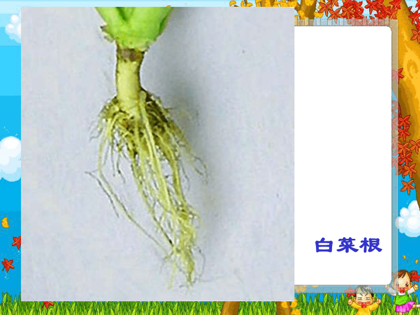 科学四年级上青岛版3.9植物的根课件(34张）
