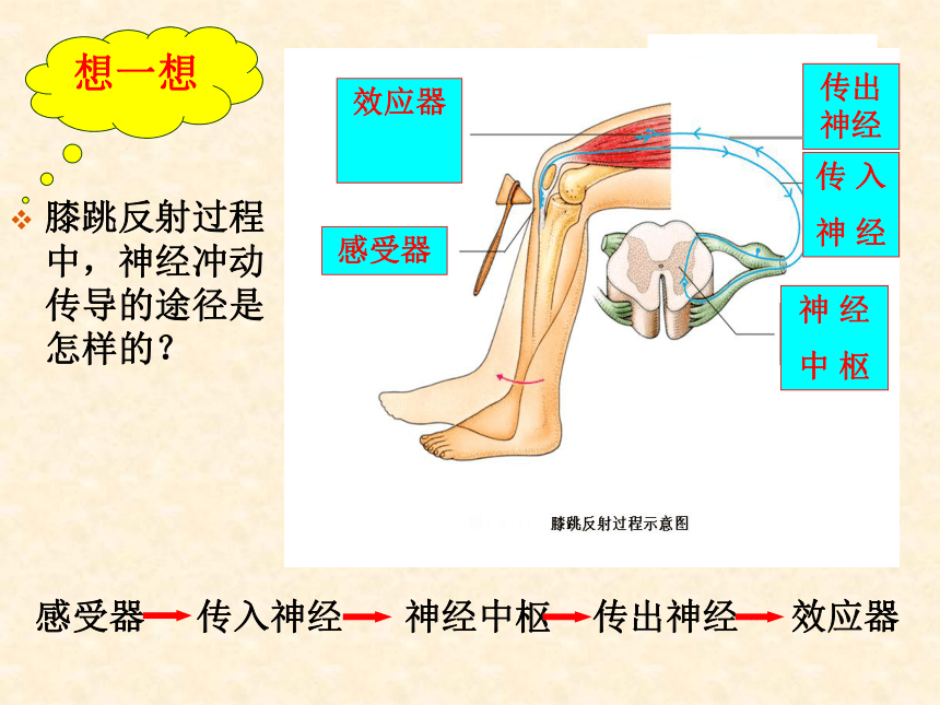 第三节  神经调节的基本方式课件