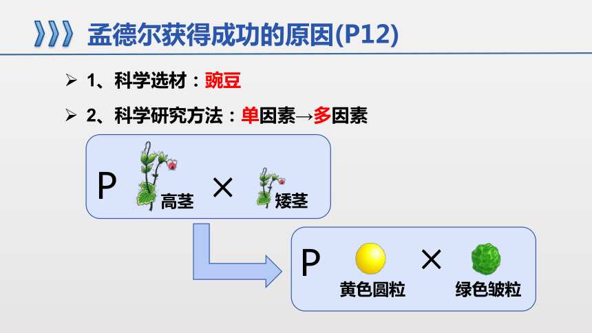 理論上圖丙可產生數量相等的d,d兩種配子d. 基因分離定律